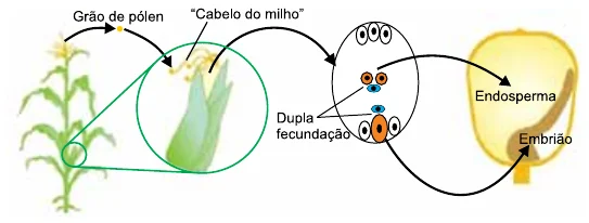 Figura da questão