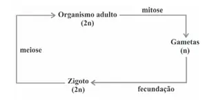 Alternativa D