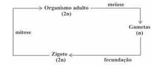 Alternativa C