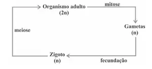 Alternativa B