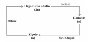 Alternativa E