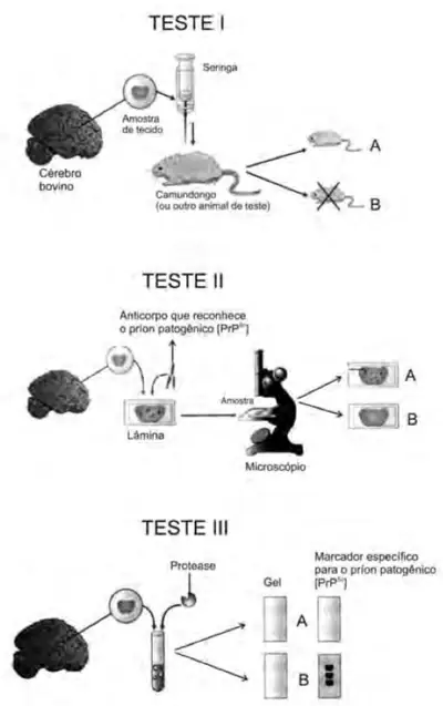 Figura da questão