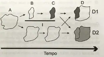 Figura da questão