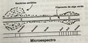 Figura da questão