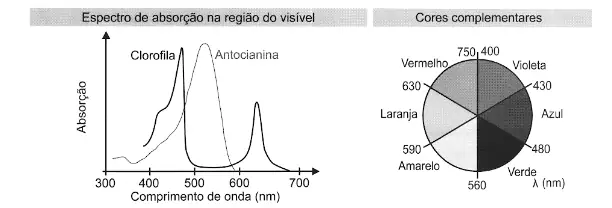Figura da questão