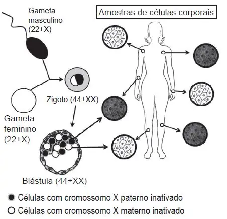 Figura da questão