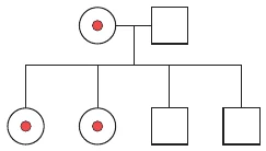 Alternativa C