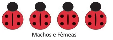Alternativa C