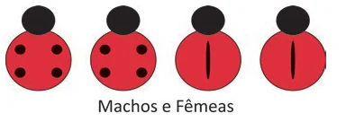 Alternativa D