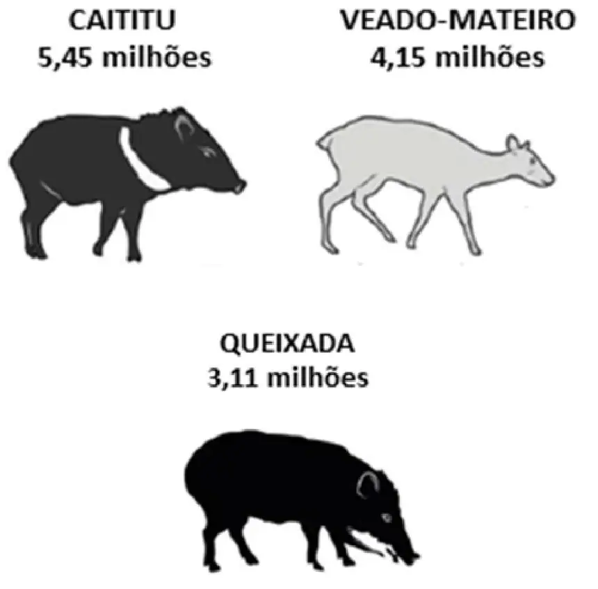 Figura da questão